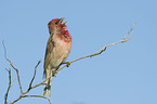common rosefinch