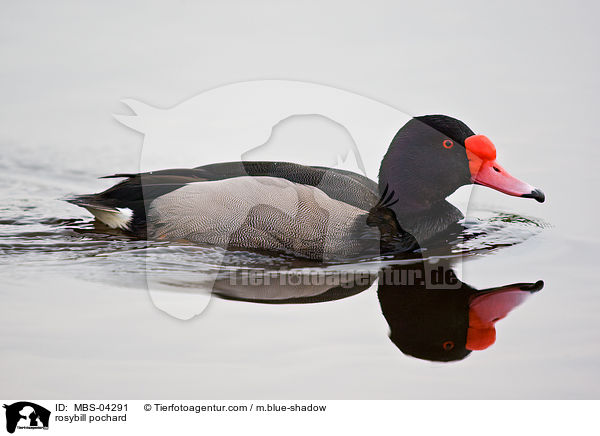 Peposakaente / rosybill pochard / MBS-04291