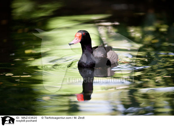 rosybill pochard / MAZ-03620