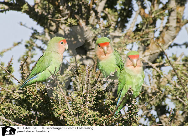 peach-faced lovebirds / HJ-03020