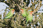 peach-faced lovebirds