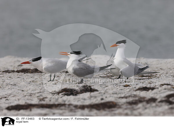 Knigsseeschwalbe / royal tern / FF-13463