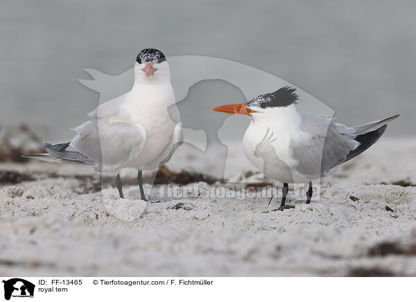 Knigsseeschwalbe / royal tern / FF-13465