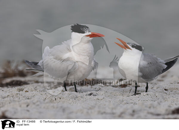 Knigsseeschwalbe / royal tern / FF-13466