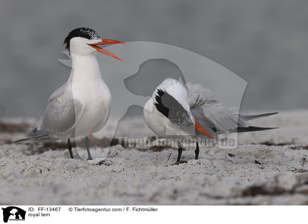 Knigsseeschwalbe / royal tern / FF-13467