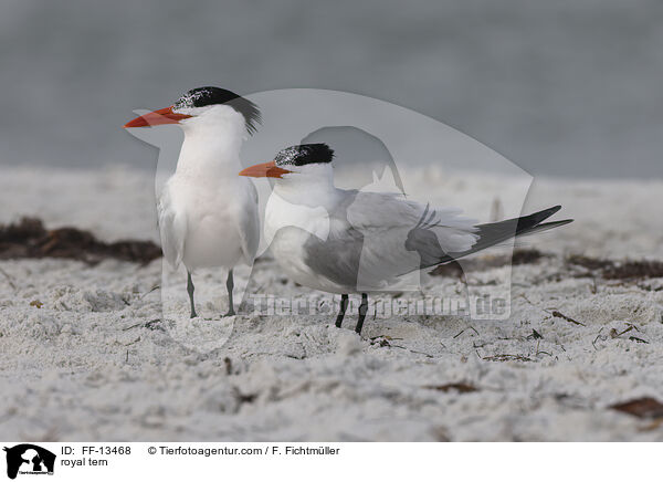 Knigsseeschwalbe / royal tern / FF-13468