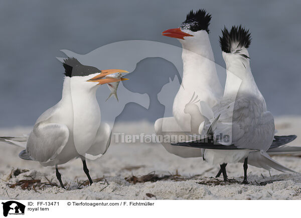 Knigsseeschwalbe / royal tern / FF-13471