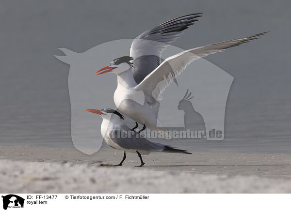 Knigsseeschwalbe / royal tern / FF-13477