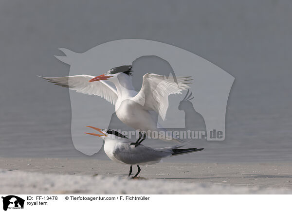 Knigsseeschwalbe / royal tern / FF-13478
