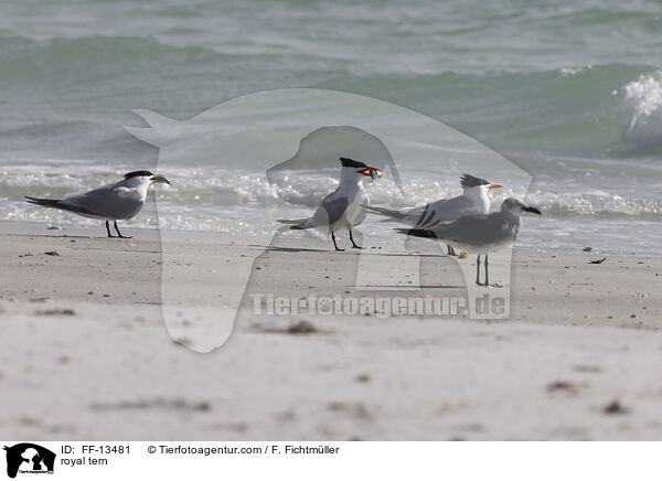Knigsseeschwalbe / royal tern / FF-13481