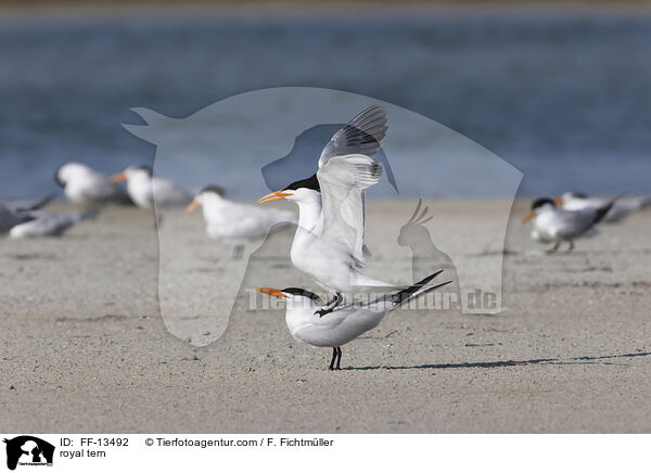 Knigsseeschwalbe / royal tern / FF-13492