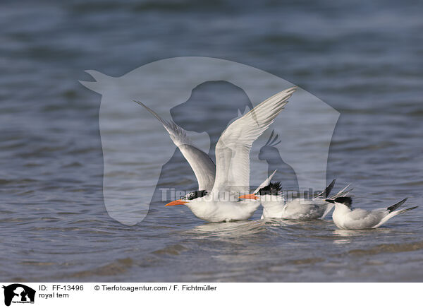 royal tern / FF-13496