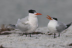 royal tern