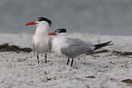 royal tern