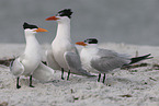 royal tern