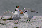 royal tern