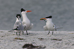 royal tern