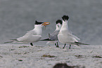 royal tern