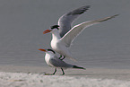 royal tern