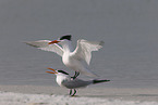 royal tern