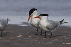 royal tern