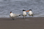royal tern