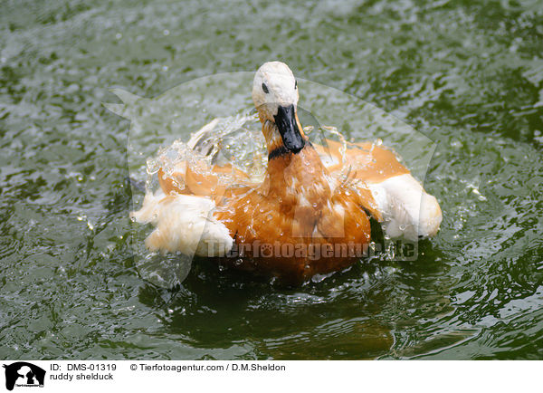 ruddy shelduck / DMS-01319