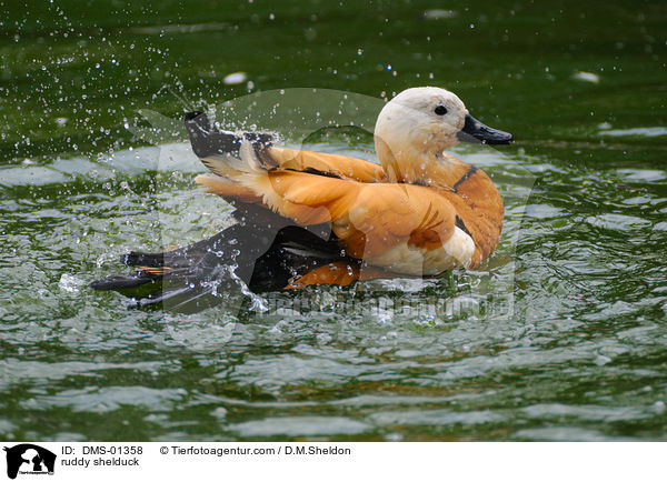 Rostgans / ruddy shelduck / DMS-01358