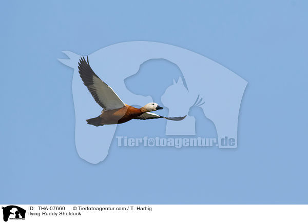 flying Ruddy Shelduck / THA-07660