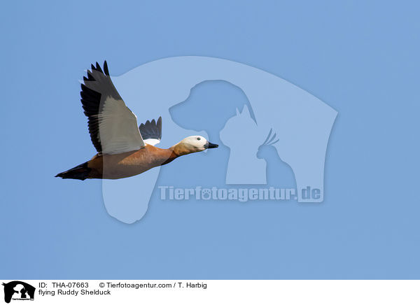 flying Ruddy Shelduck / THA-07663