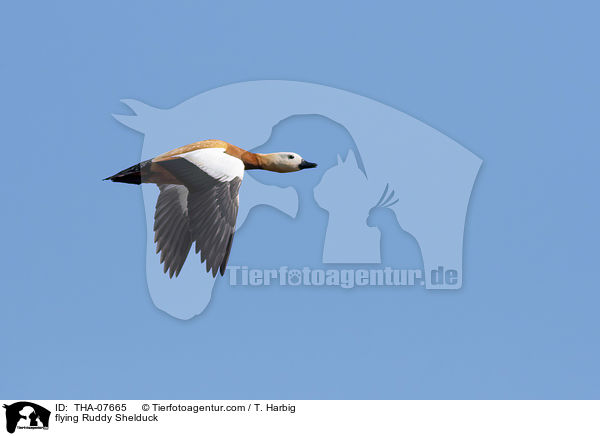 flying Ruddy Shelduck / THA-07665