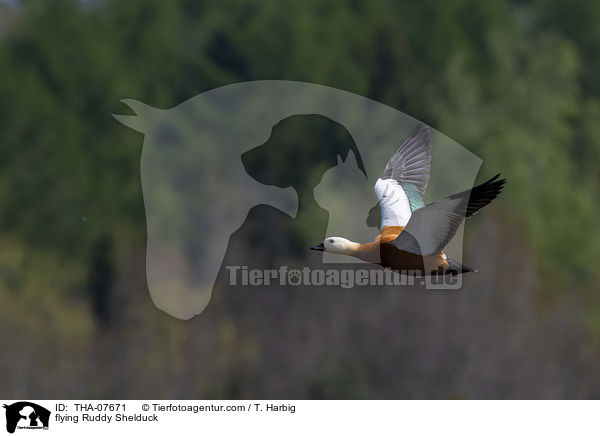 flying Ruddy Shelduck / THA-07671