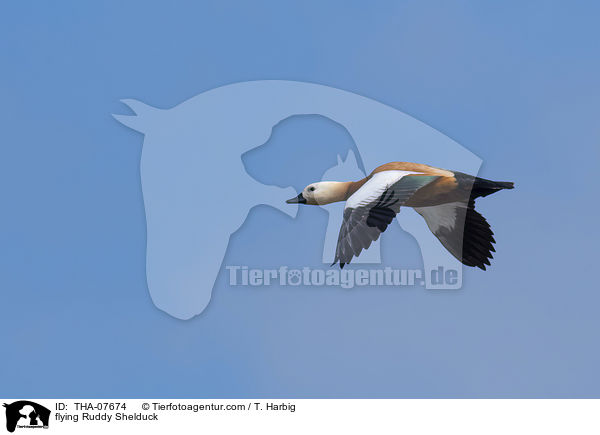 flying Ruddy Shelduck / THA-07674