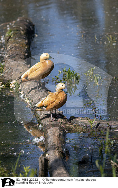 standing Ruddy Shelducks / MBS-22622