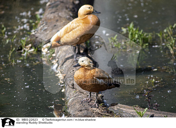 standing Ruddy Shelducks / MBS-22623