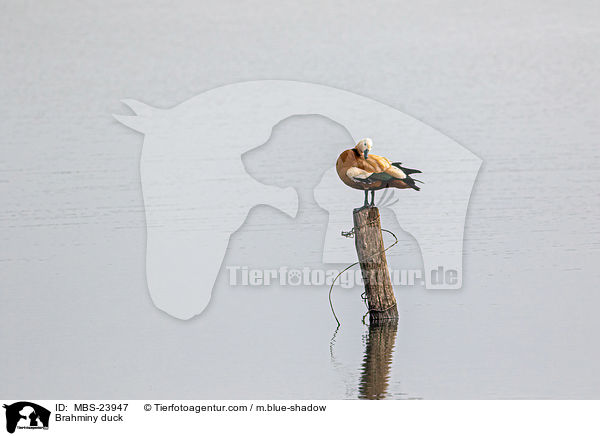 Rostgans / Brahminy duck / MBS-23947