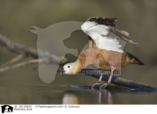 Brahminy duck / DV-03833