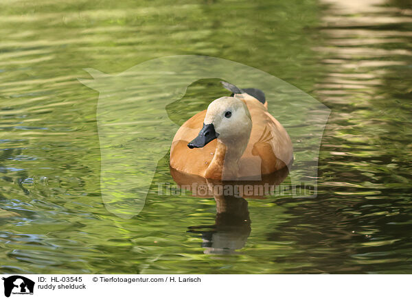 ruddy shelduck / HL-03545