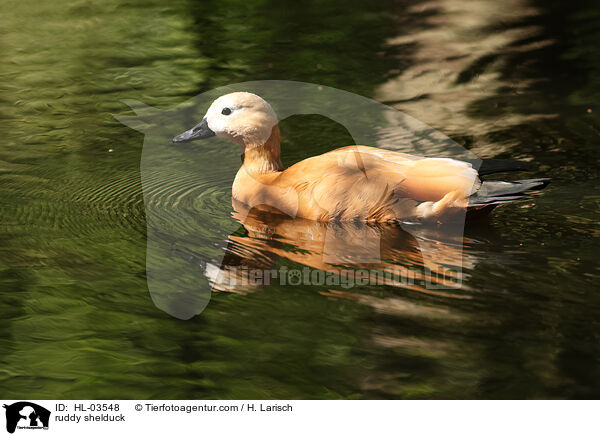 ruddy shelduck / HL-03548