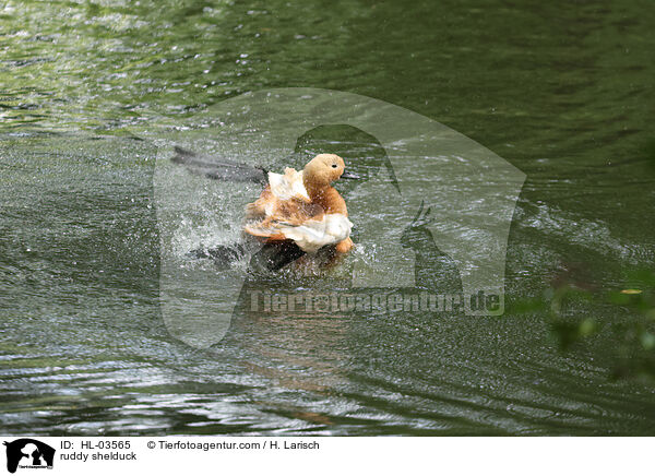 ruddy shelduck / HL-03565