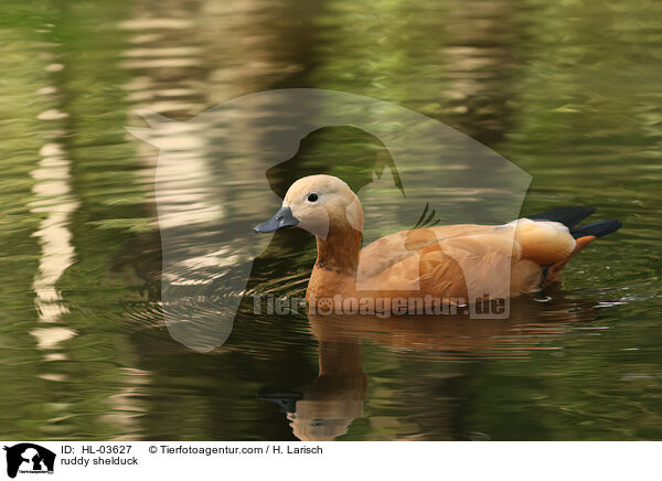 ruddy shelduck / HL-03627