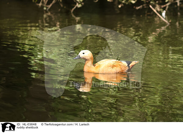 ruddy shelduck / HL-03648