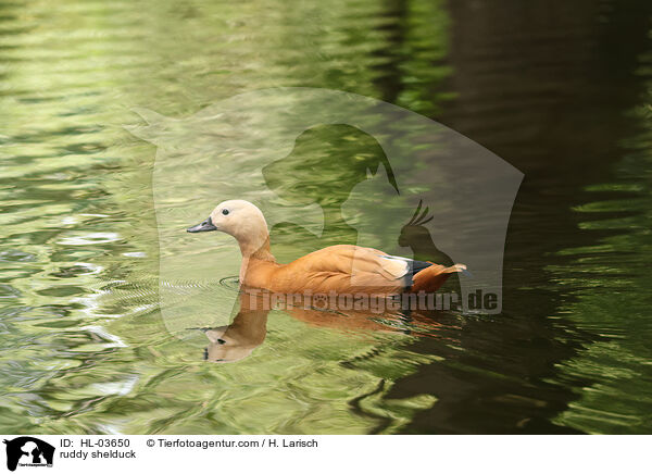 ruddy shelduck / HL-03650