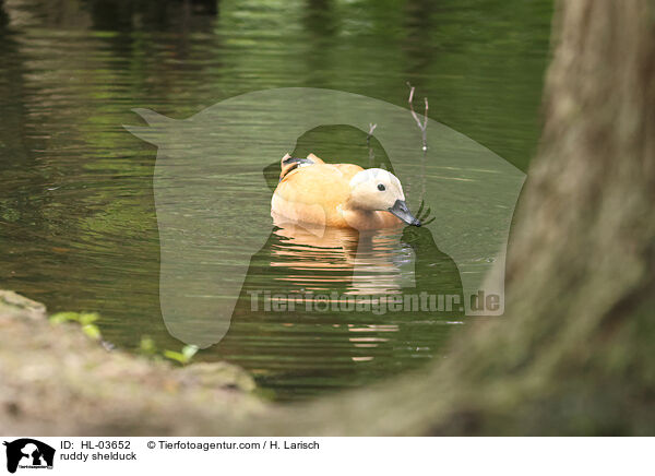 ruddy shelduck / HL-03652