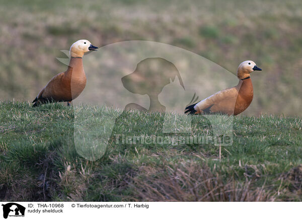 ruddy shelduck / THA-10968