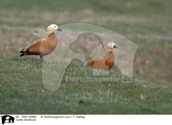 ruddy shelduck / THA-10969