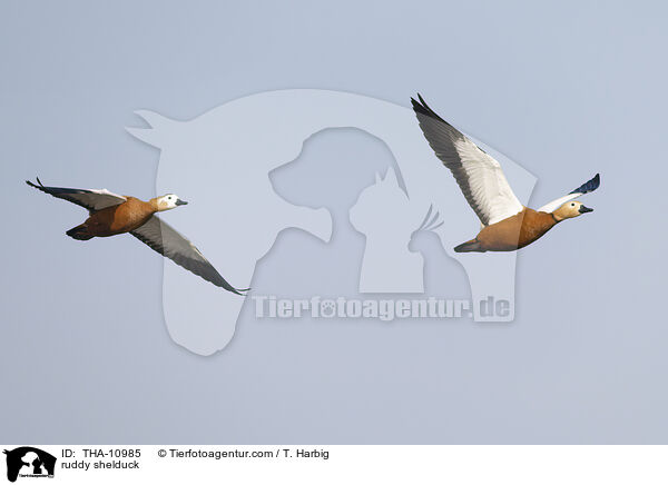 ruddy shelduck / THA-10985