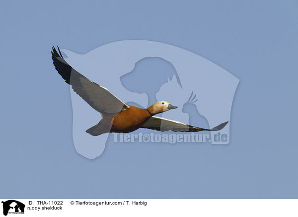 Rostgans / ruddy shelduck / THA-11022