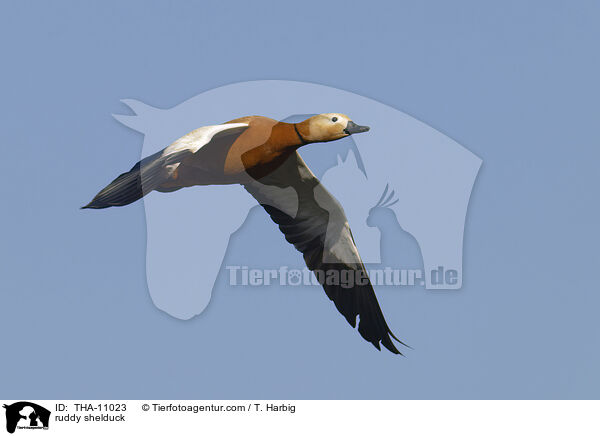 Rostgans / ruddy shelduck / THA-11023