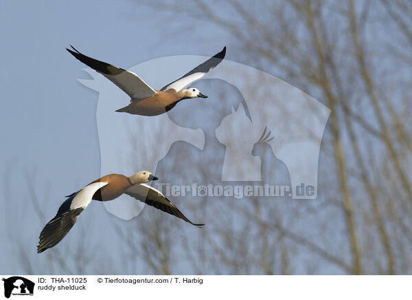 Rostgans / ruddy shelduck / THA-11025